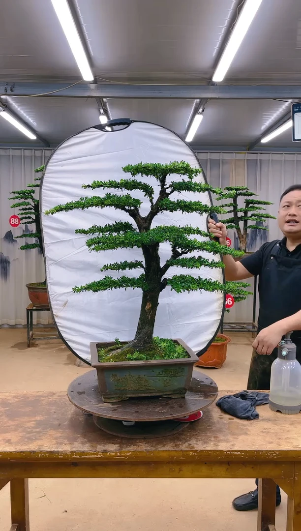 无花朵客*发精品盆景  一物一拍