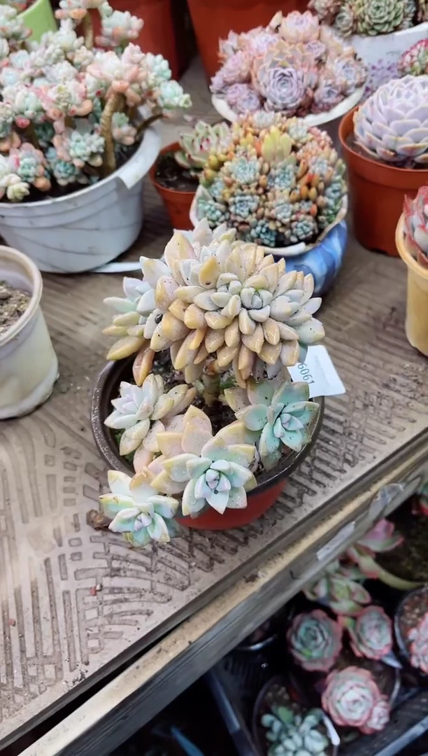 【闪购商品】06061