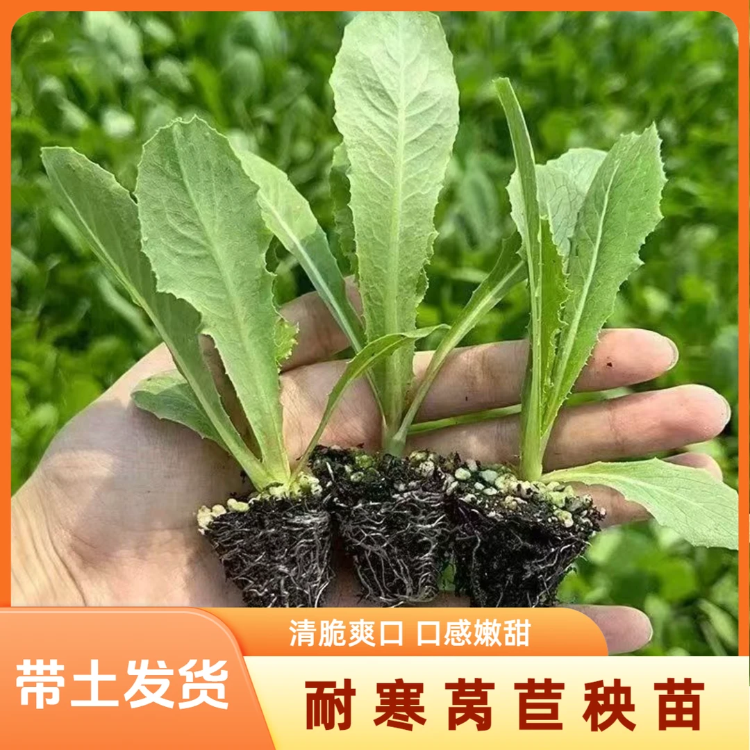 红皮莴苣秧苗青皮莴苣秧苗红皮圆叶莴苣苗青莴笋苗红莴笋苗耐寒苗
