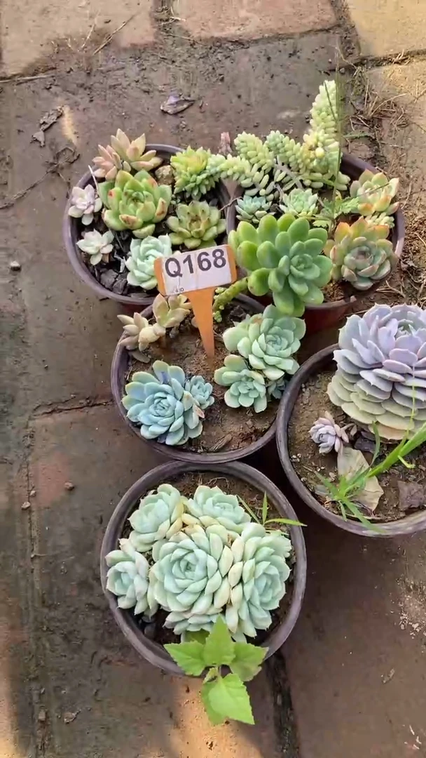 Q168多肉组合默认脱土发货