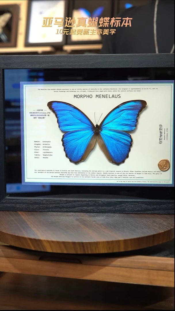 大蓝闪蝶A4设计横版带证书