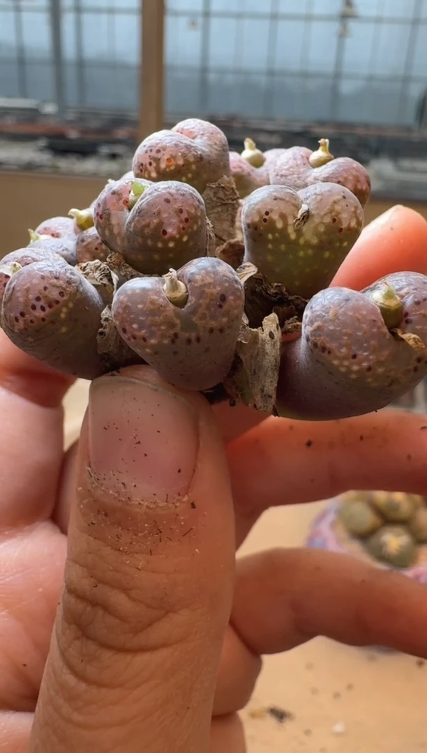 我****猫多肉植物肉锥31-47勋章