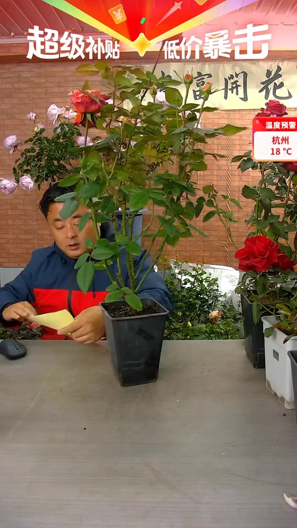 当前无花朵，栽培后可花朵朝霞246