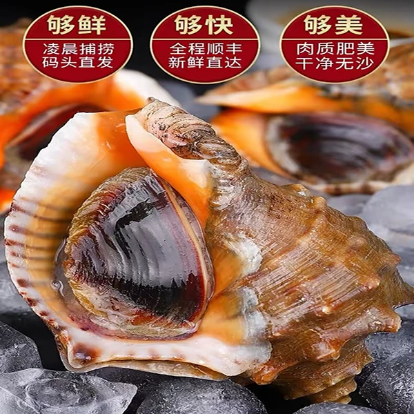 海螺精品福利渤海湾新鲜捕捞个头肥美营养丰富健康美味顺丰包邮