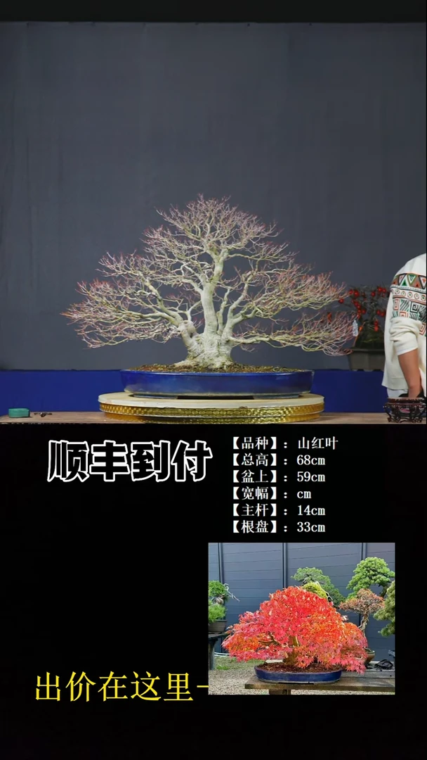 以实际为准山红叶bubaoyou