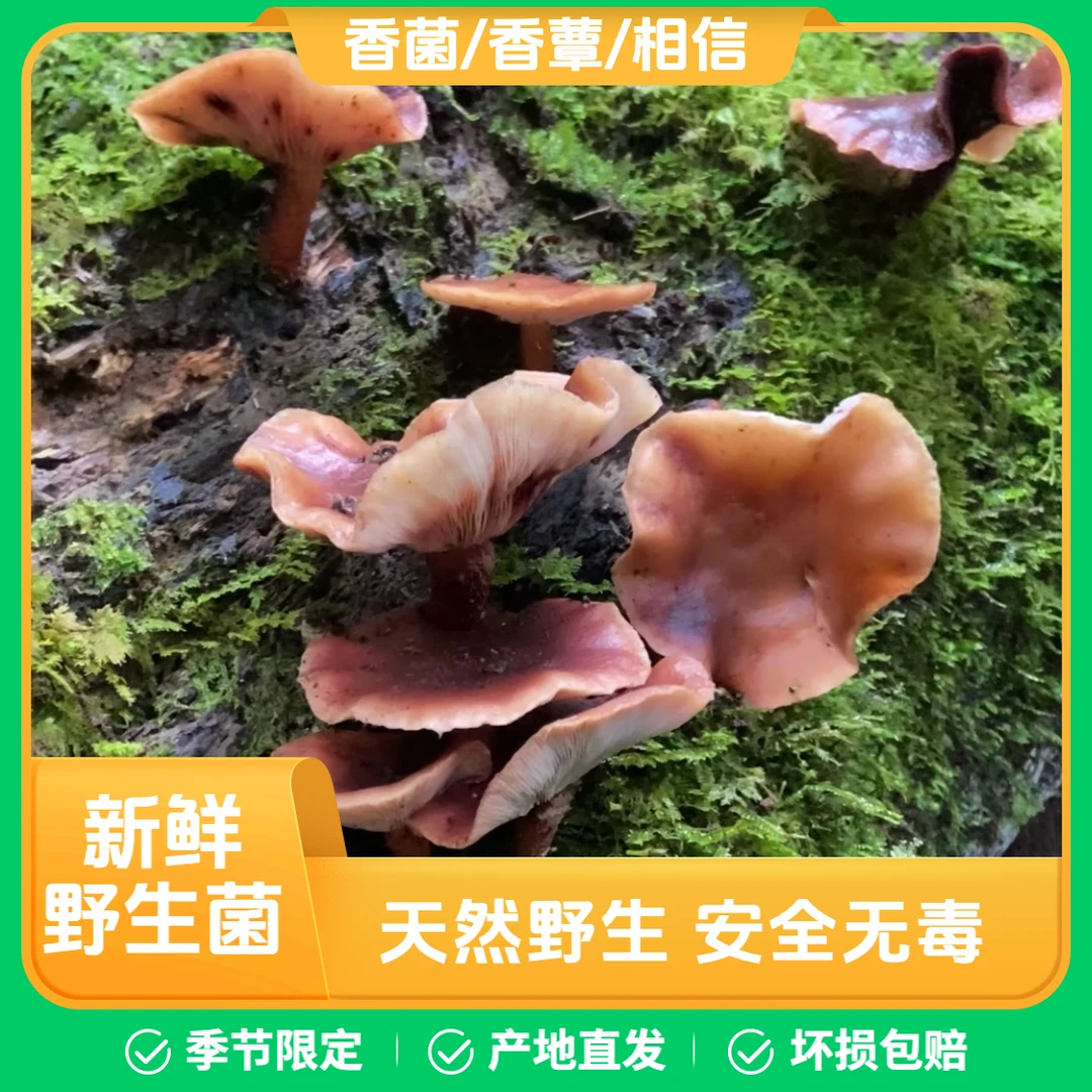 大凉山野生菌鲜货 野生香蕈蘑菇 煲汤炒肉吃火锅