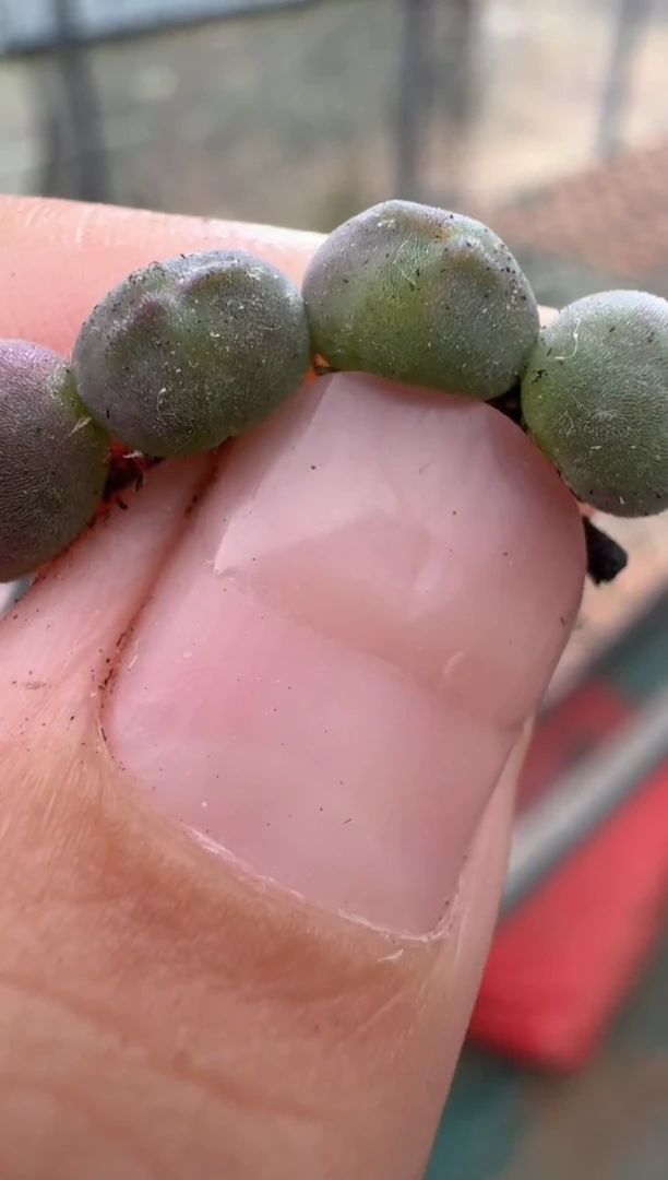 11-15多肉植物肉锥天使之翼一颗