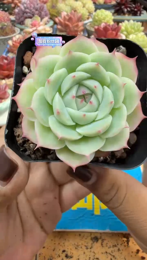 东云多肉园二店-604