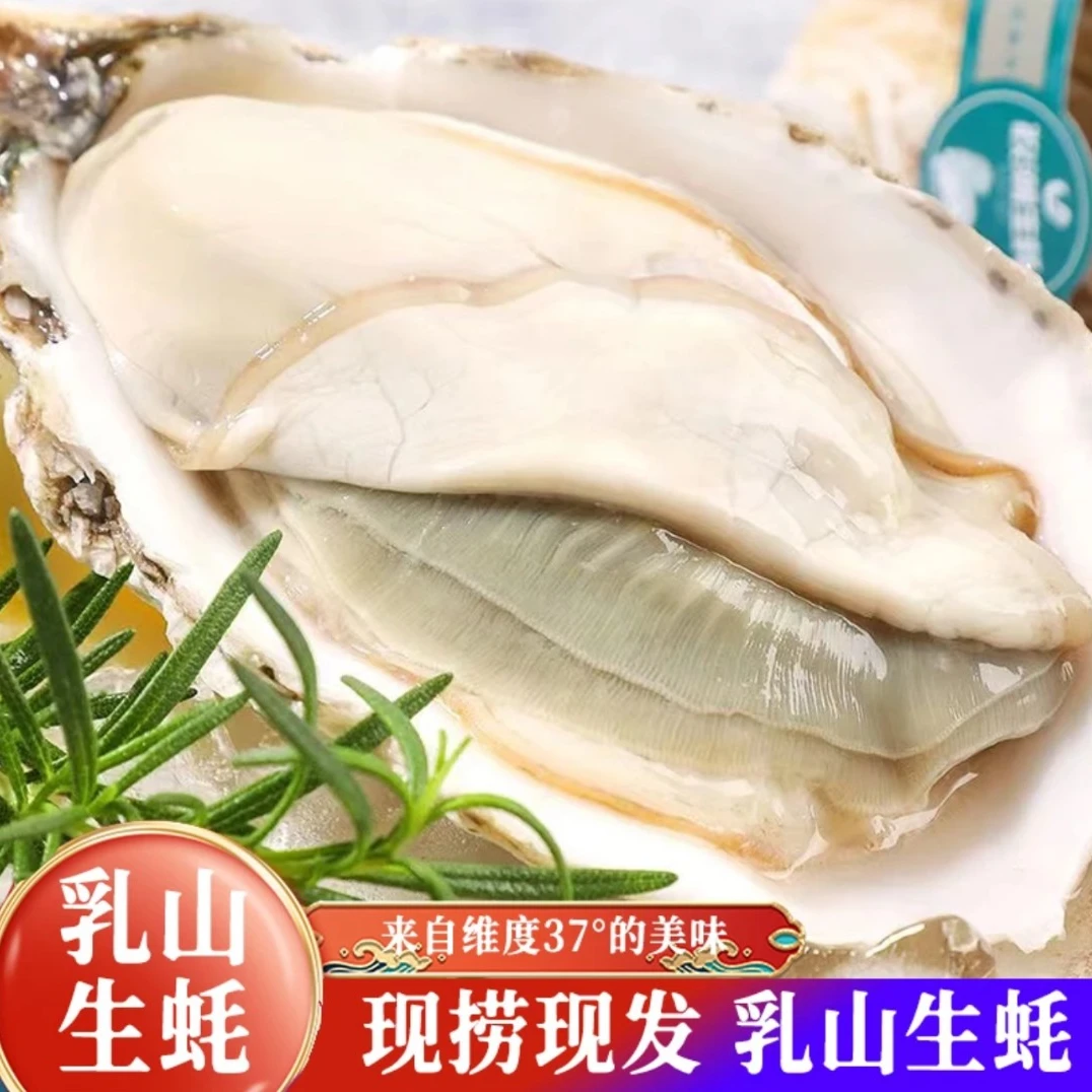 【帝皇蚝】鲜活精品乳山生蚝地标饱满鲜甜脆口家庭装送礼广东省次日达专属