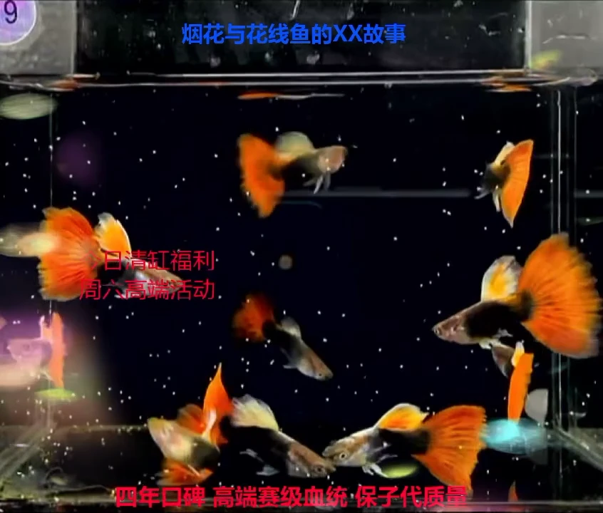孔雀鱼大橘练手款幼鱼6公2母加备损