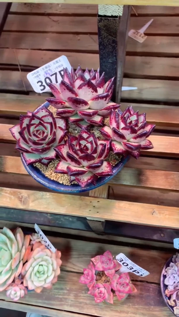 307P只走物流（一物一拍，精品多肉，所见即所得 ）