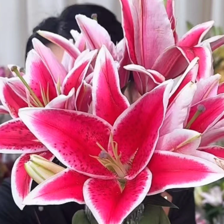 【花小梦】秋瑞香水百合【同地址任意两单顺丰包邮，鲜花20%不售后】