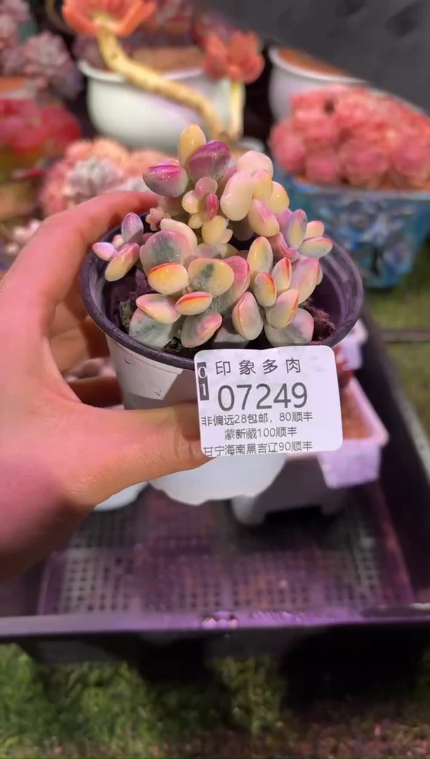 【闪购商品】07249