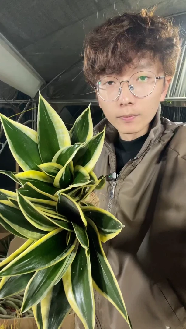 【闪购商品】宝塔金荷花裸根2棵16.8