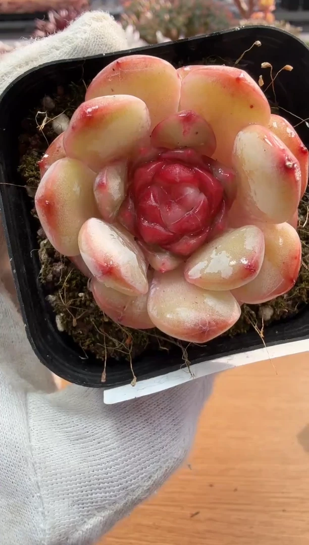 东云多肉园二店-64