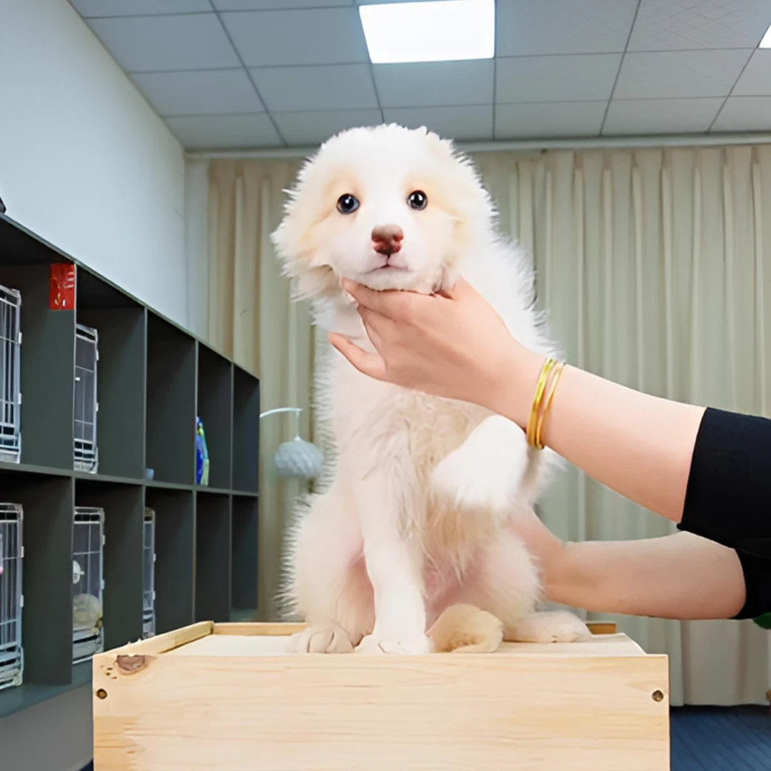 金色边境牧羊犬公宠物狗