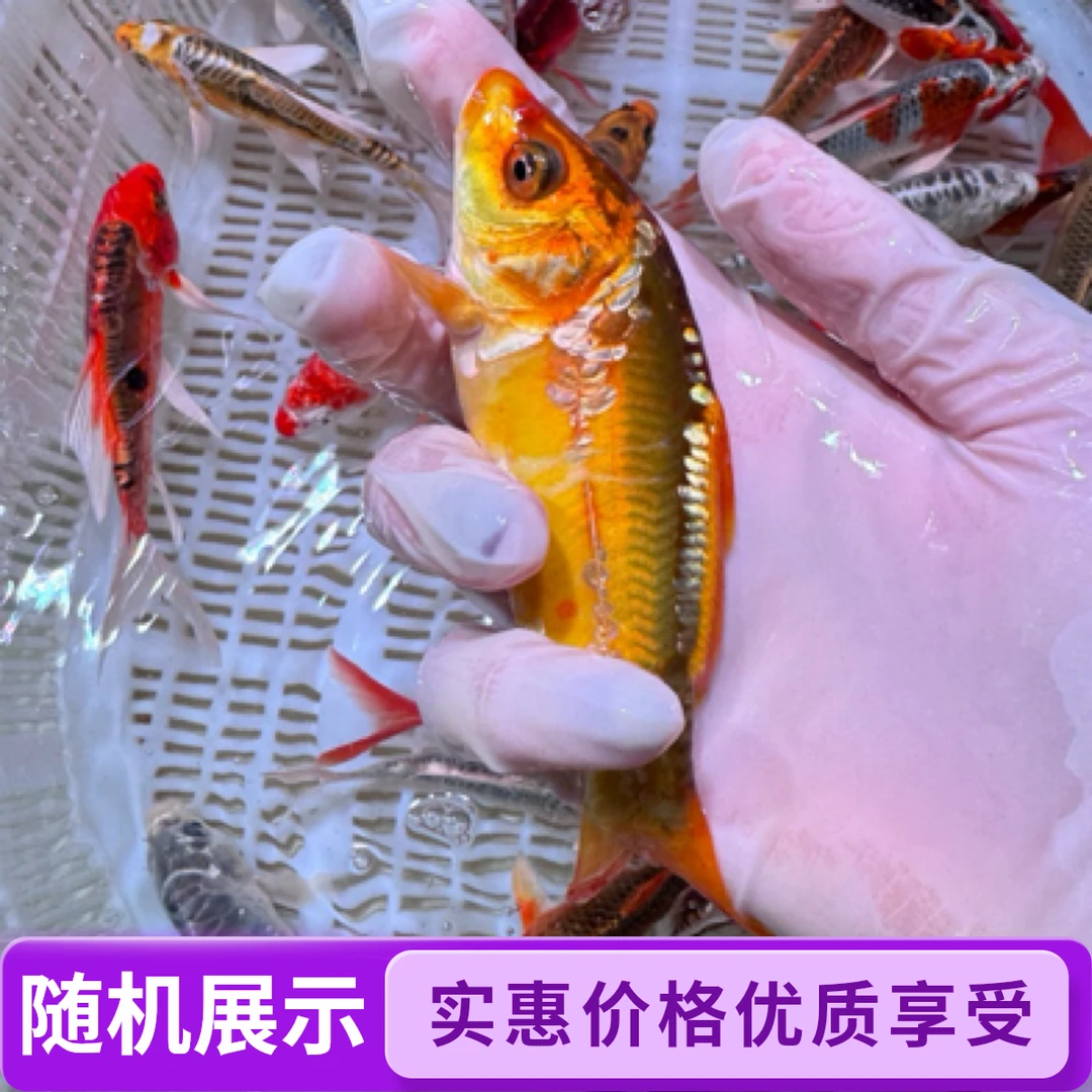 精品血统锦鲤7-9公分 7条温顺好养可混养 全国包邮包损 随机混搭