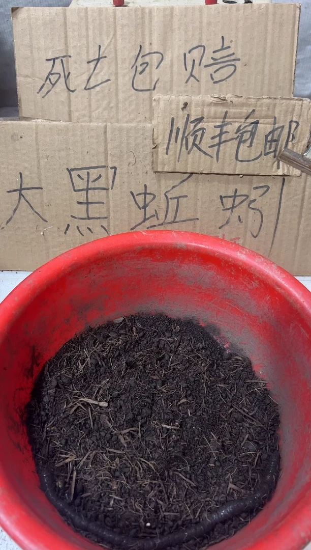 广西广地龙黑蚯蚓一斤