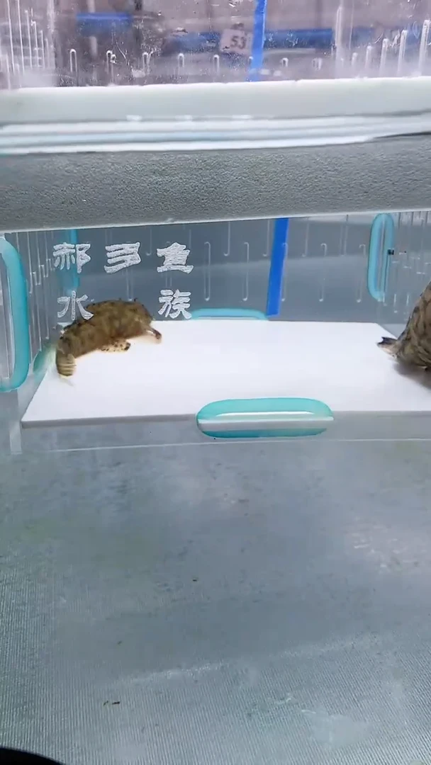 清道夫种鱼 不包入缸损48