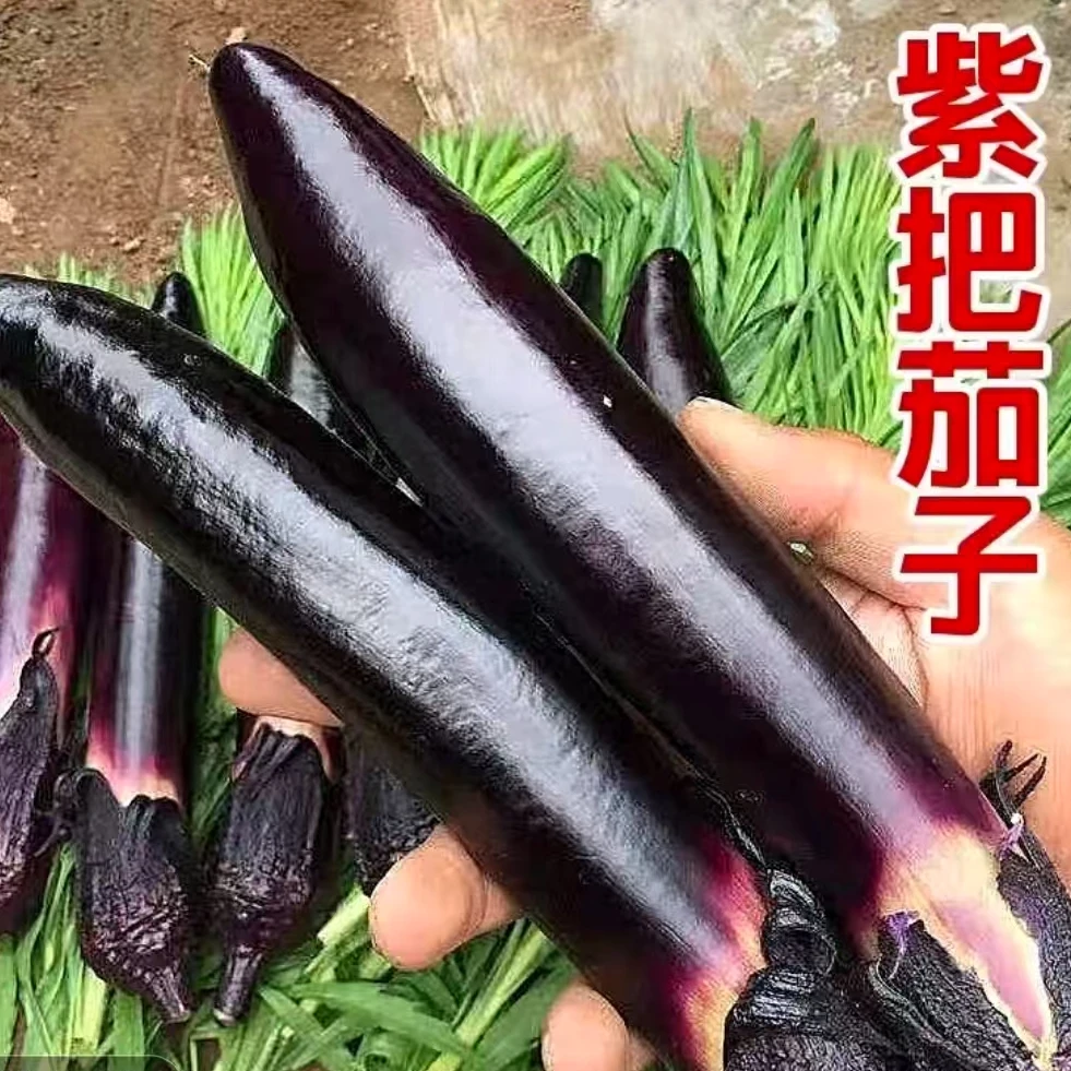 【顺丰包邮】东北紫把茄子新鲜紫皮茄子当季蔬菜