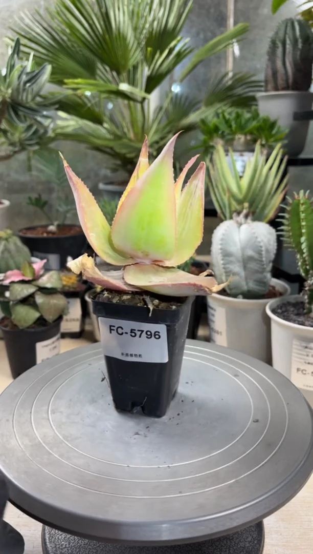伊玛洛特FC-5796