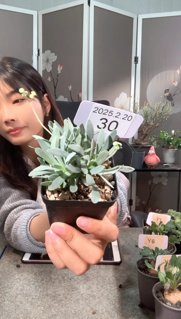 【闪购商品】刨花厚敦菊2.20.30