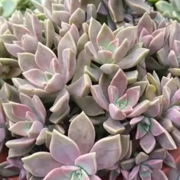 紫雾 好种好养 瑕疵不售后 多肉绿植园艺种植多肉办公室