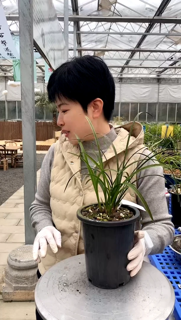 【闪购商品】宋梅，清风徐徐