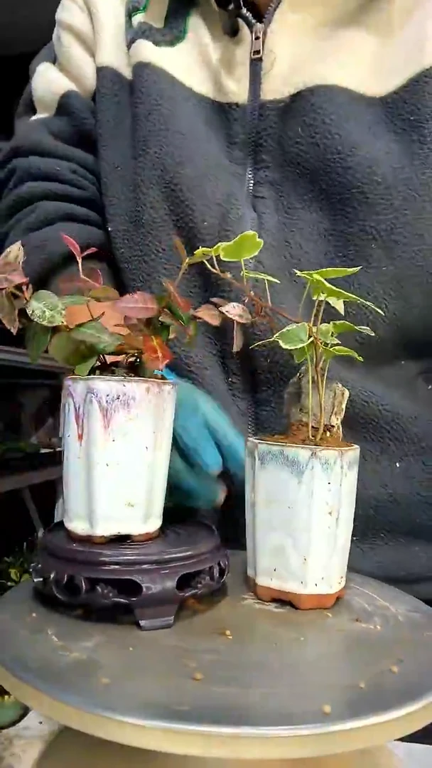 高****佳中青园艺一物一拍花442