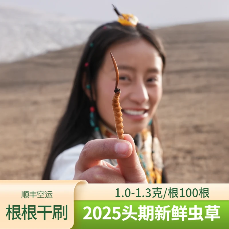【拉姆专属】1.0-1.3克/根 100根  2025新鲜冬虫夏草滋补食用