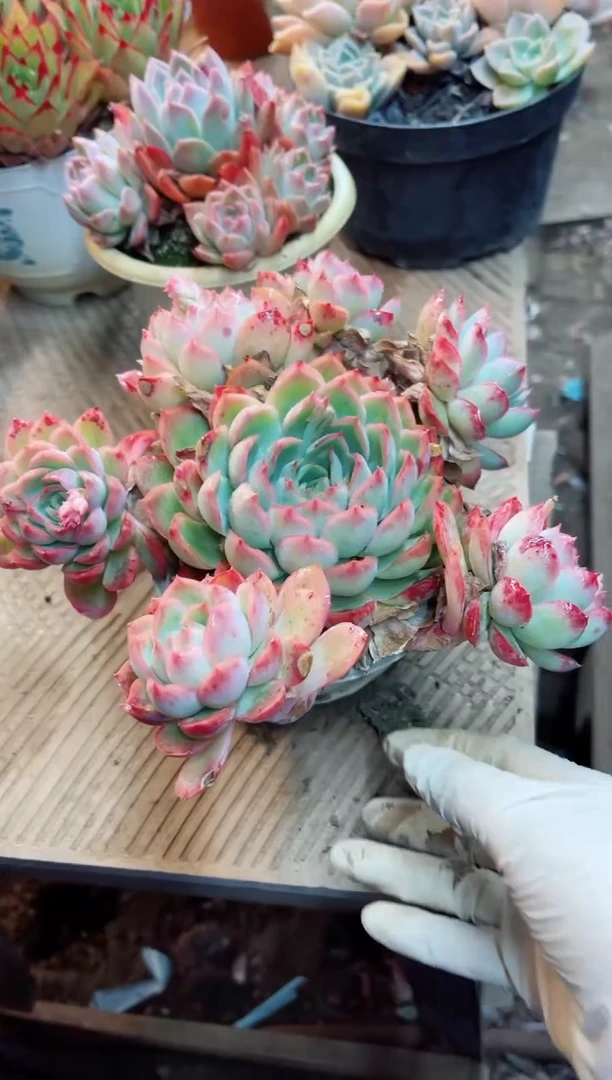 【闪购商品】07064