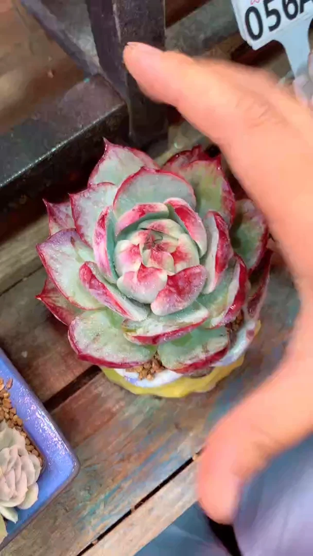 055A（一物一拍实付满28发货，默认不带盆土）