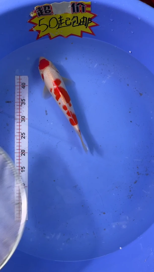 锦鲤活体二号链接