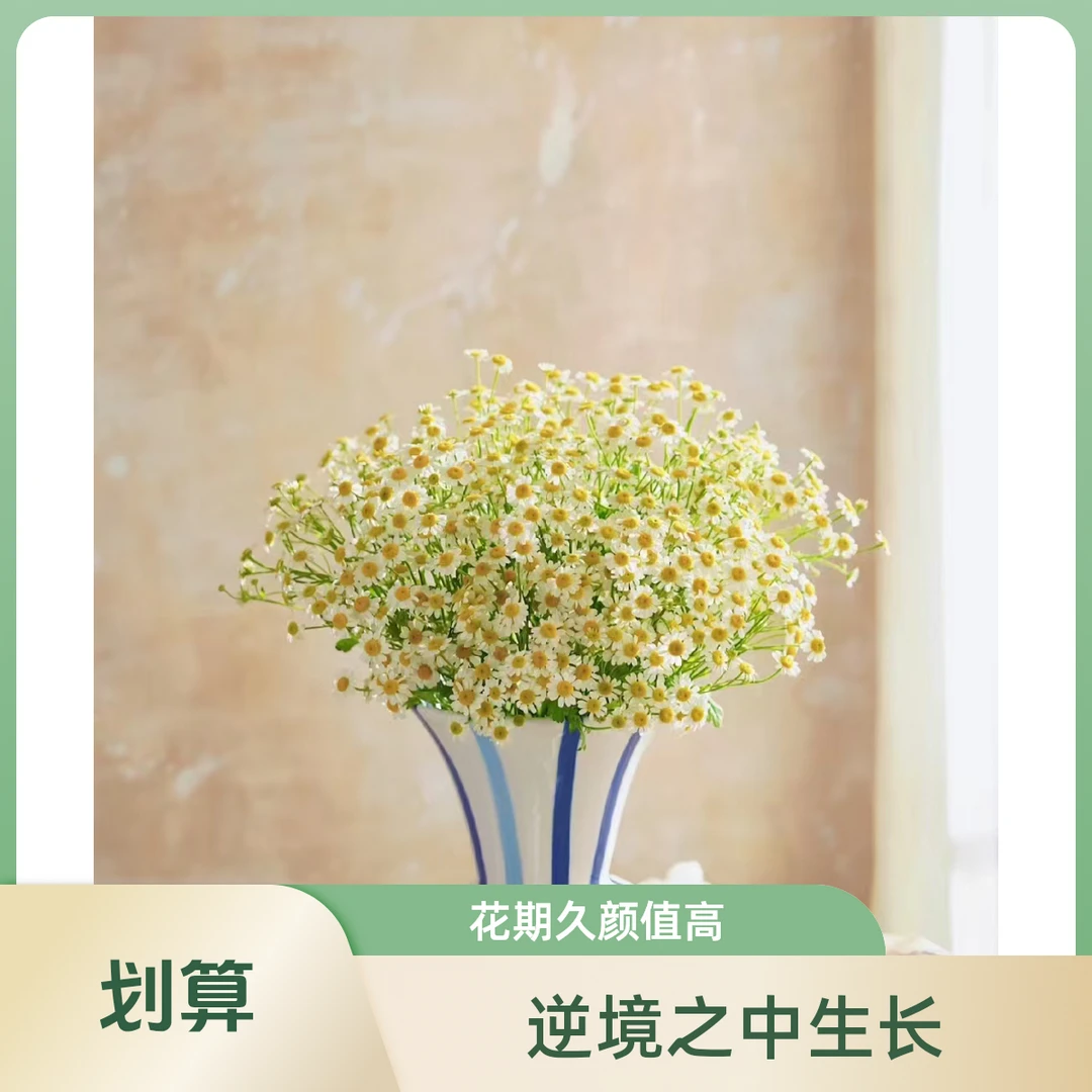 【洋甘菊】逆境生长 鲜花产品特殊已发货不支持退款 谢谢理解