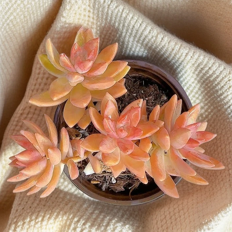 红布丁3颗 小谢多肉多肉植物庭院空气耐旱上盆种植