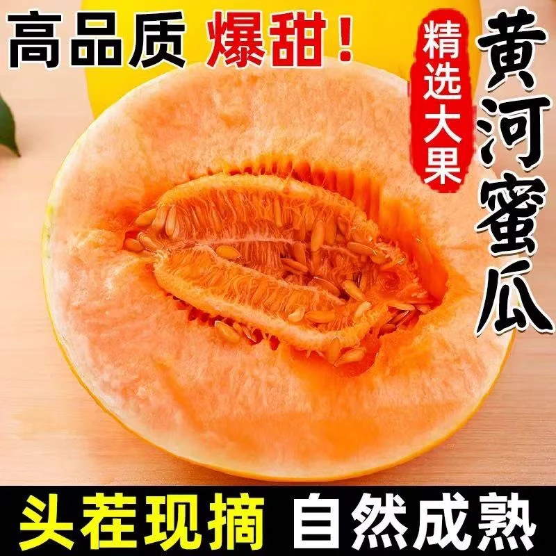 甘肃民勤蜜瓜沙漠哈蜜瓜新鲜应季水果脆甜瓜黄河蜜瓜香甜爆汁包邮
