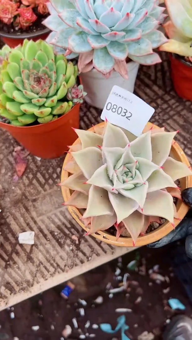 小**✨多肉植物一物一拍08032