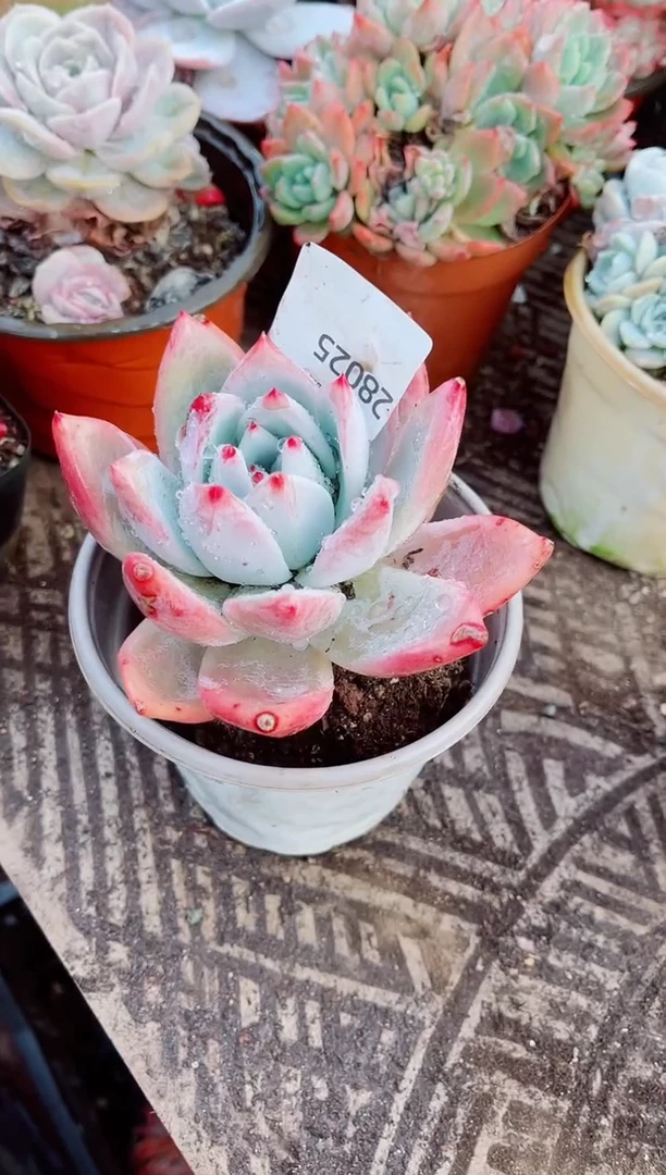 柚*茶跃跃精品多肉28025