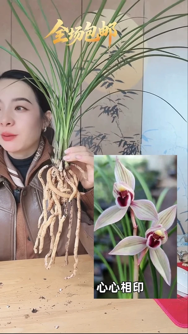 当前无花栽培后可以开花：心心相印