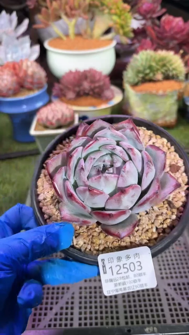 【闪购商品】12503