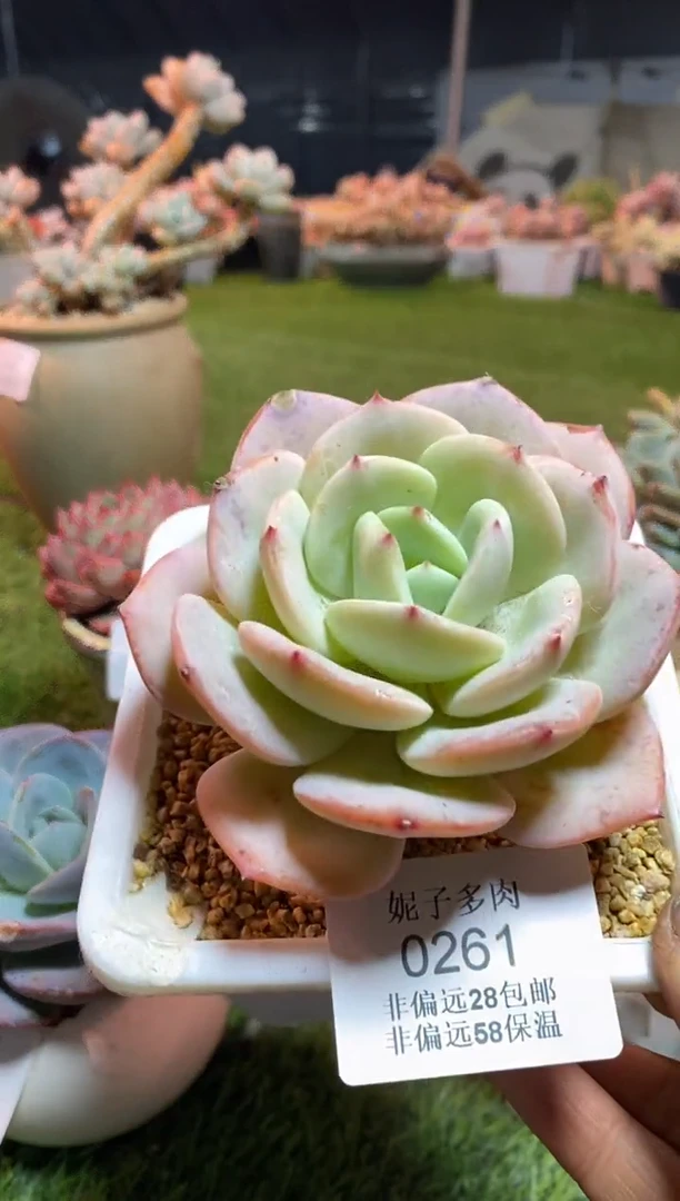 【闪购商品】0261a