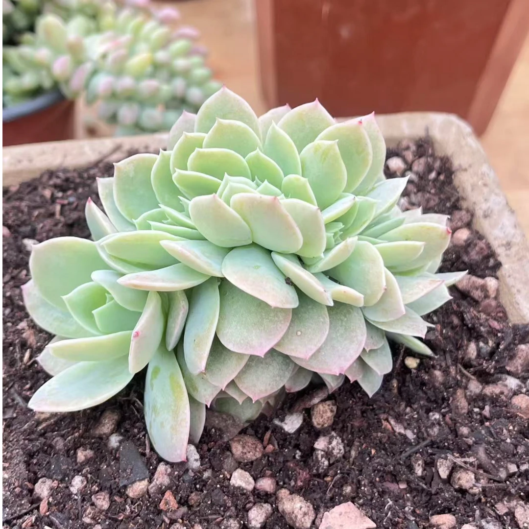 星纳塔朵朵缀  多肉