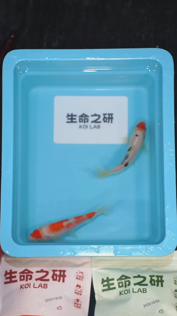 锦鲤血统大正锦鲤红白锦鲤丹顶三色丹顶红白锦鲤观赏鱼