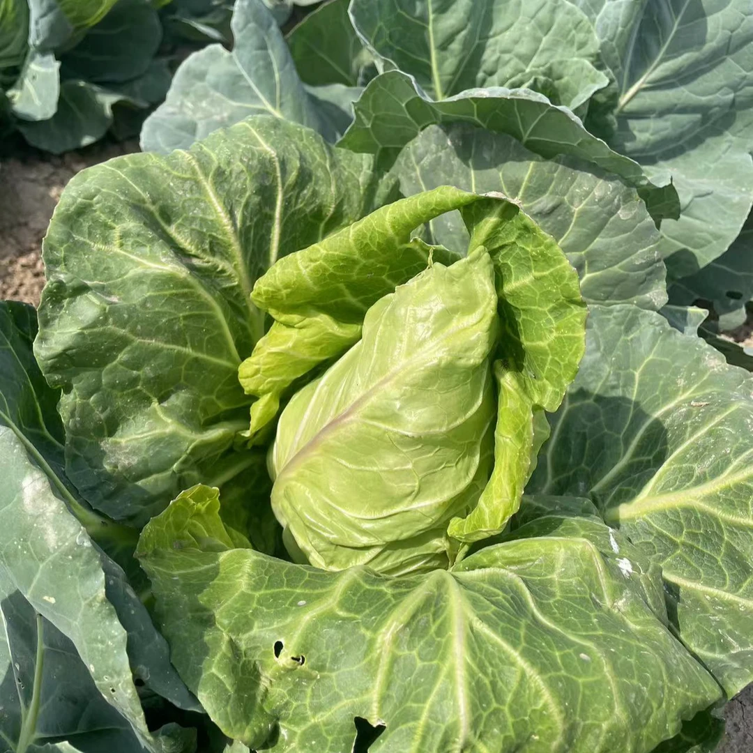 湖北农家自种牛心包菜绿甘蓝菜尖包菜尖卷心菜