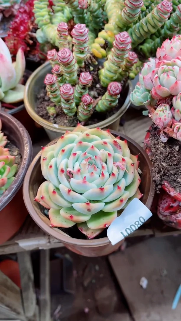 【闪购商品】08001多肉