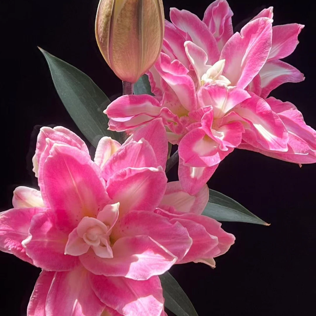 百合种球大球1颗【莲花之境】20/22庭院阳台进口重瓣香水百合种2