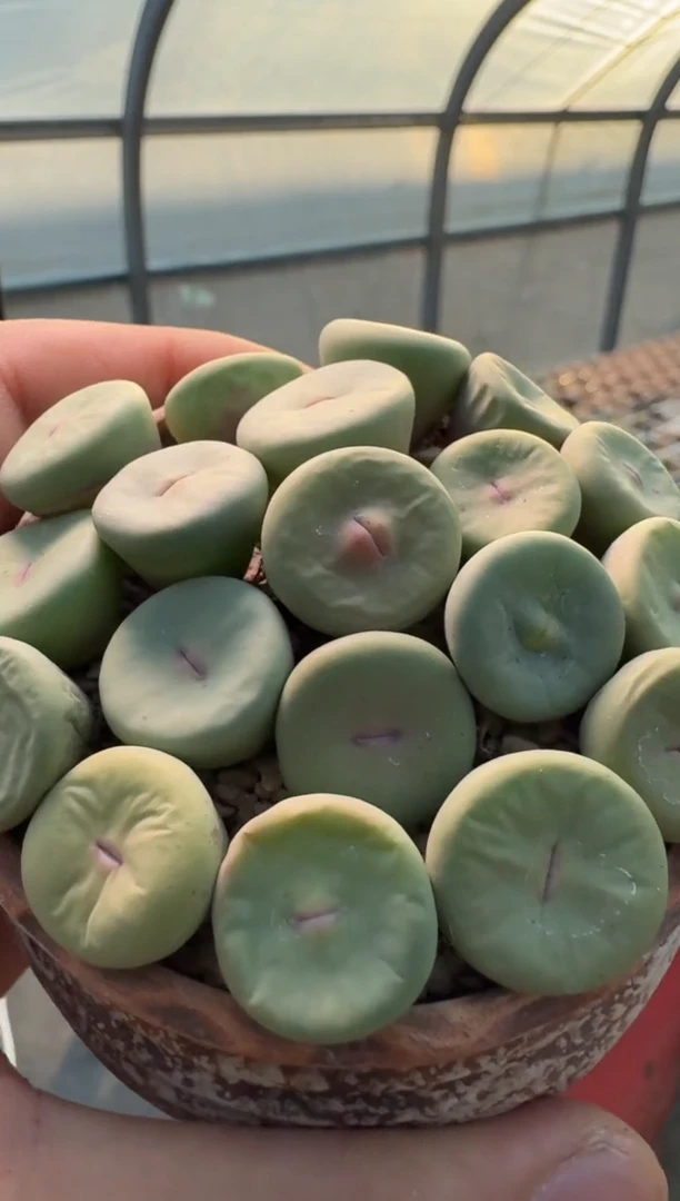 63多肉植物肉锥一颗