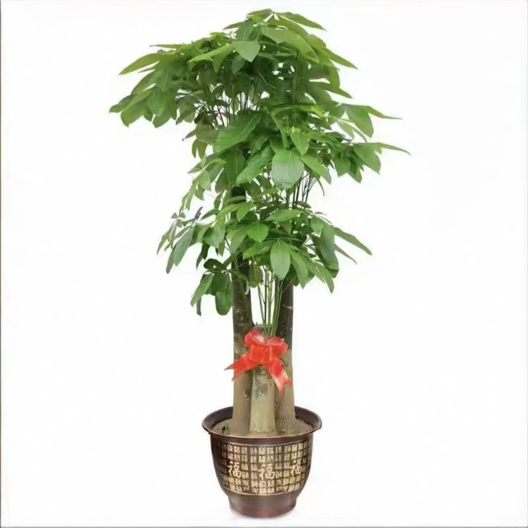 1.5-1.6米老桩步步高发财树室内绿植三杆招财乔迁开业送礼盆栽