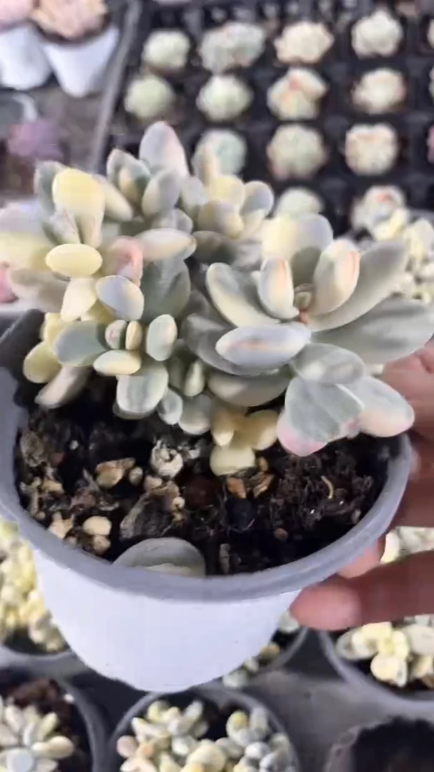 【闪购商品】100盆福娘锦群生多肉一颗