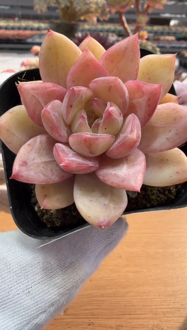 东云多肉园二店-248